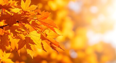 Obraz premium Close-up of autumn yellow-orange leaves