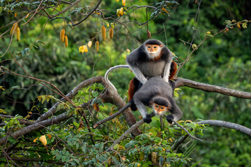 Red-shanked Douc Langur - Pygathrix nemaeus, beautiful unique colored primate endemic to tropical forests of Southeast Asia, Son Tra, Vietnam.