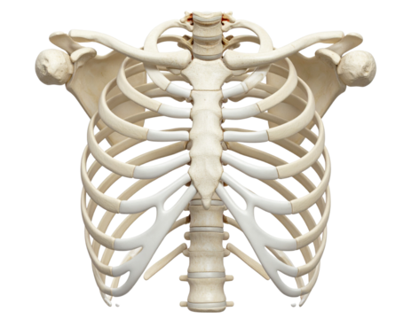  Side View Human Ribcage with Visible Spine and Rib Curvature, Transparent PNG.