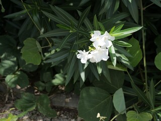 公園で咲いているキョウチクトウ