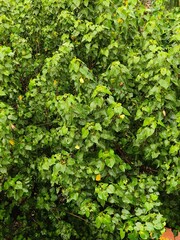 green leaves background