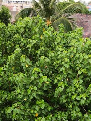 green plants in a garden