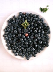 Fresh blueberries in a bowl – a nutrient-rich superfood full of antioxidants. Ideal visual for nutritionists, dietitians, and advocates of a healthy, plant-based lifestyle.