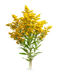 Goldenrod bloom with vibrant yellow blossoms, ready for designs