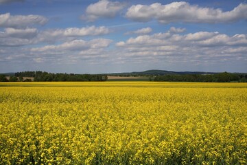 Obraz premium Yellow rapeseed field under a blue sky.