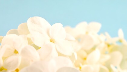 Close-up view of delicate white flowers.