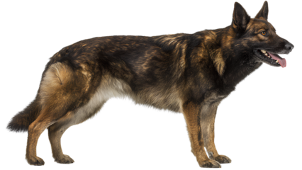 K9 Dog on Transparent Background – Police Dog, German Shepherd Breed Stock Photo