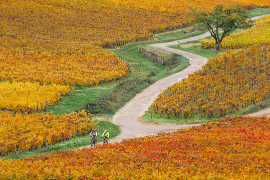 Balade v&eacute;lo dans vignes orange en automne. Vignoble bourguignon automnal. P&eacute;riode des vendanges. C&ocirc;te-d'Or en Bourgogne. Vignes de Beaune. Pinot noir et Gamay. Viticulture en France. Route des vins