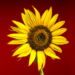Naklejka premium A vibrant yellow sunflower on a bold red background