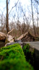 Moss-covered log in a forest stream