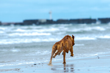 2 Rhodesian Ridgeback dogs running  on the sea beach