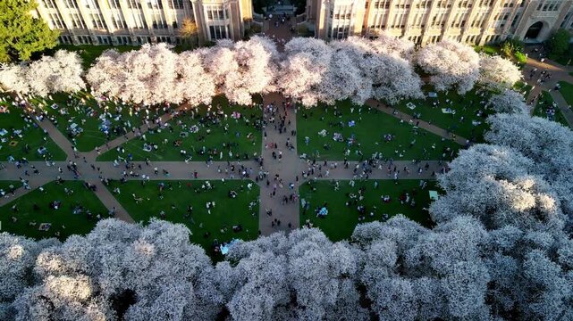 Drone Aerial View of Cherry Blossoms in Full Bloom at University of Washington Quad
