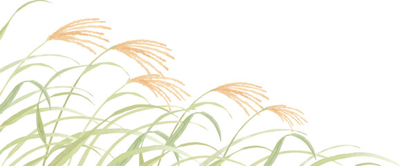水彩で描いたすすきの背景イラスト © エコ