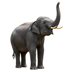 Asian Elephant: Majestic Creature with Trunk Raised