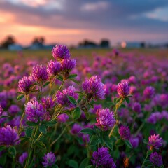 Vibrant pink clover field at sunset