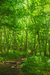 Fototapeta premium 川俣川渓谷 自然遊歩道