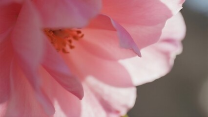 Close-up macro of delicate flower petals