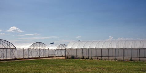Naklejka premium A row of modern agricultural greenhouses with white translucent covers stands under a clear blue sky on a sunny day.