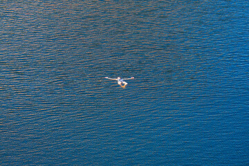 Aerial view of a person peacefully floating on their back in vast, calm blue water. A serene top-down shot evoking relaxation, solitude, and tranquility, ideal for summer vacation themes.