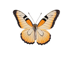 Stunning Butterfly with Open Wings A Macro Photography Study