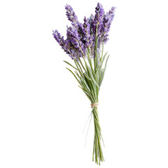 Fototapeta premium A vibrant bunch of fresh lavender flowers with delicate purple blossoms, studio shot isolated on a clean white background.