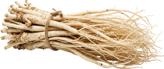 Bundle of fresh ginseng roots tied with twine showing detailed texture and many fine rootlets isolate transparent background