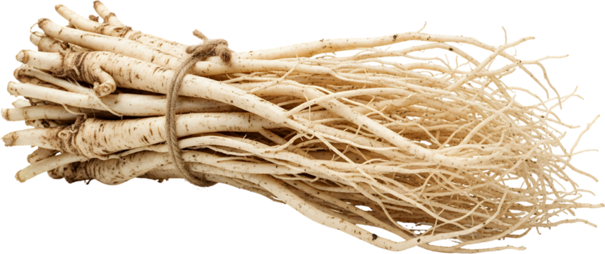 Bundle of fresh ginseng roots tied with twine showing detailed texture and many fine rootlets isolate transparent background
