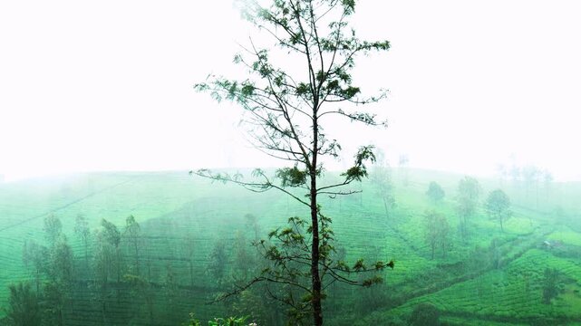 Tea Plantations in Rain &ndash; Beautiful Green Hills Landscape.