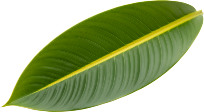 A detailed view of a large green leaf with prominent parallel veins and a bright yellow central rib plant transparent background