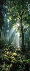 Obraz premium Sunbeams pierce a misty forest, illuminating moss-covered rocks and trees