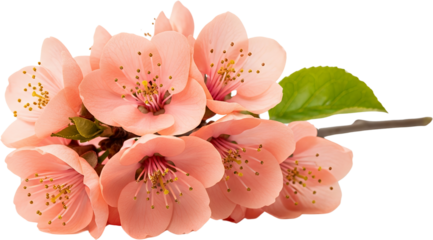 Cluster of delicate pink quince blossoms with green leaf and stem pink flower spring bloom floral detail transparent background