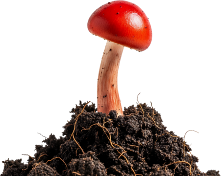 Red mushroom with white stem grows from dark soil with roots isolate fungi nature forest growth botany