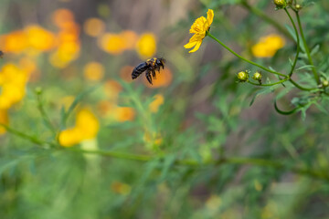 黄色い花で蜜を集めようとするクマバチ
