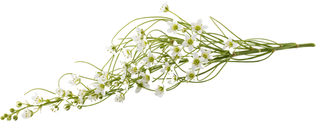 Delicate white star shaped flowers on thin green stems a botanical study isolate white flowers floral