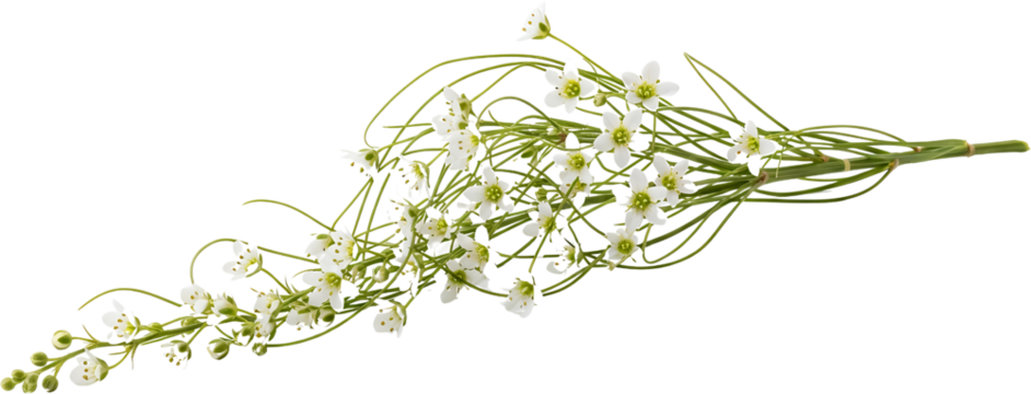 Delicate white star shaped flowers on thin green stems a botanical study isolate white flowers floral