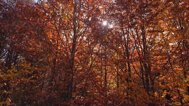 Autumn colored trees and countryside landscape scenery.	
