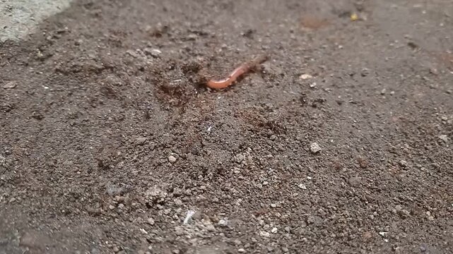 Red ant colony eats worms on the ground