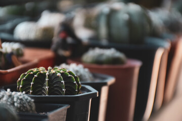 Little cactus on small pot, plant for decoration. Beautiful blooming cactus, selective focus blurred green nature background. Hobby during work from home concept.