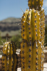 Close-Up of Yellow Cactus in Desert Landscape