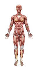 Fototapeta premium Detailed 3D illustration of human muscular system.