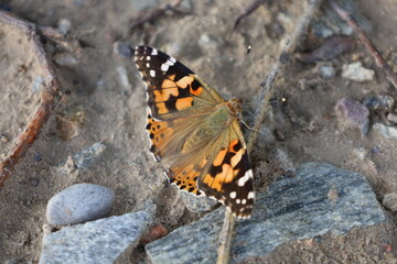 Painted Lady Butterfly Resting on Dirt Road