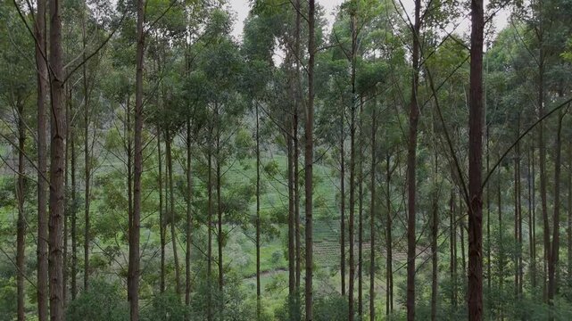 Drone Push-In Through Turpentine Forest to Tea Plantation, Sri Lanka