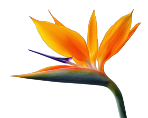Bird-of-Paradise flower with vibrant orange and blue, isolated on black