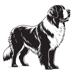 black saintbernard Silhouette Vector, High Quality Illustration on White Background