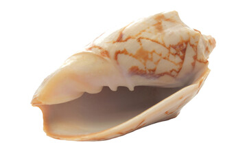 Seashell isolated on white background