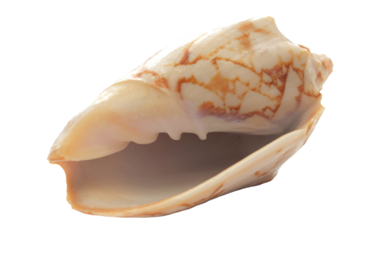 Seashell isolated on white background