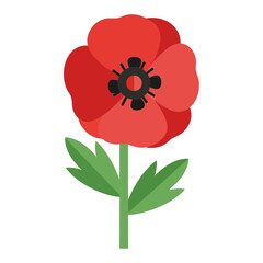 Single red poppy flower with green leaves on a white background.