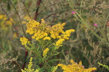 Glowing Canadian goldenrod flower among green leaves