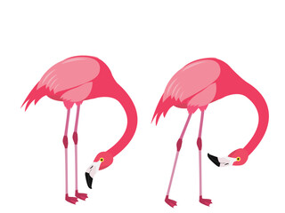 Naklejka premium Flamingo bird in the zoo.