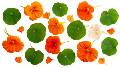 Blossoms Scattered Nasturtium Leaves with Beautiful Texture, Isolated on Transparent Background